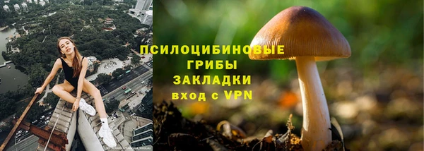 гидра Инта